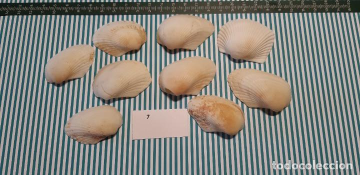 Coleccionismo de moluscos: LOTE DE CONCHAS - Foto 2