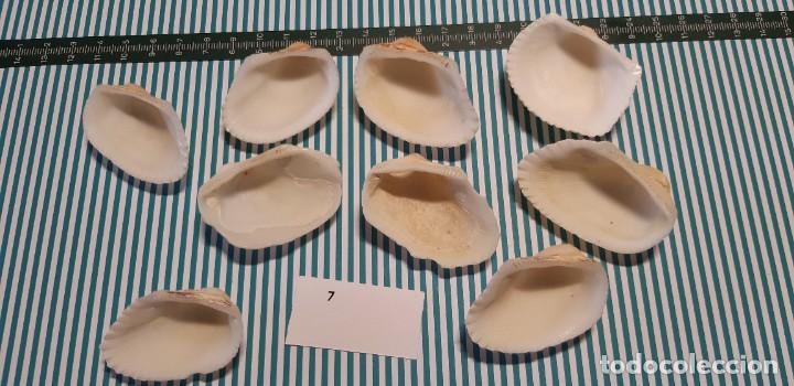 Coleccionismo de moluscos: LOTE DE CONCHAS - Foto 3