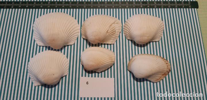 Coleccionismo de moluscos: LOTE DE CONCHAS - Foto 1