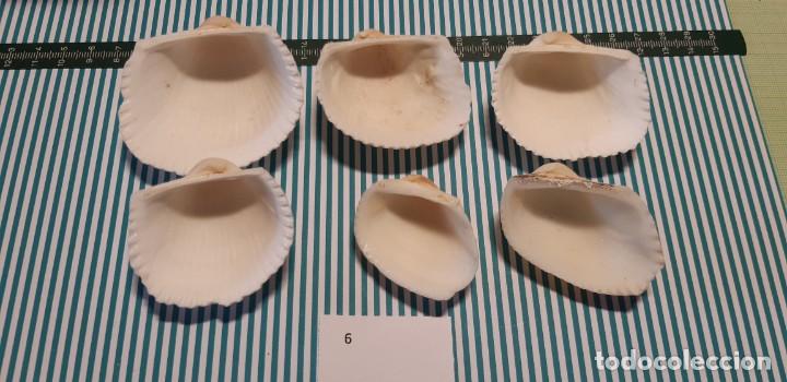 Coleccionismo de moluscos: LOTE DE CONCHAS - Foto 2