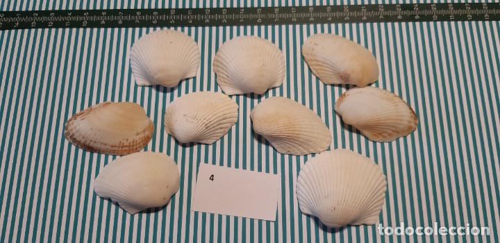 Coleccionismo de moluscos: LOTE DE CONCHAS - Foto 1