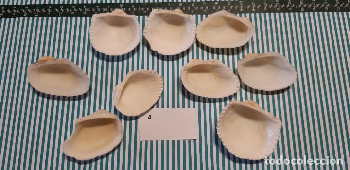 Coleccionismo de moluscos: LOTE DE CONCHAS - Foto 2