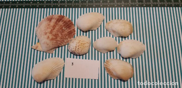 Coleccionismo de moluscos: LOTE DE CONCHAS - Foto 1