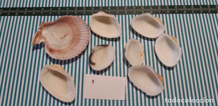 Coleccionismo de moluscos: LOTE DE CONCHAS - Foto 2