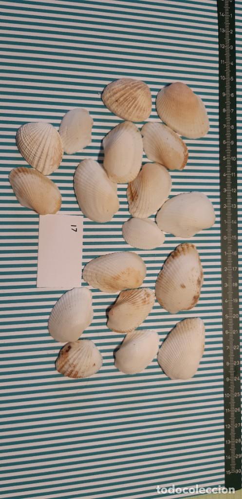 Coleccionismo de moluscos: LOTE DE CONCHAS - Foto 1