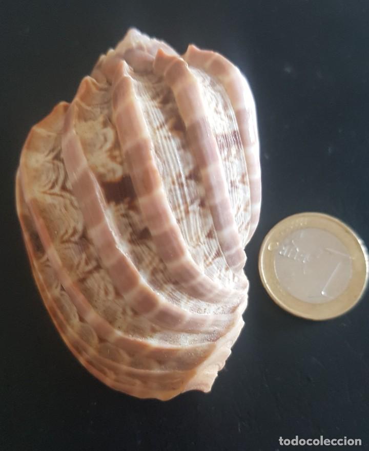 Coleccionismo de moluscos: Concha &rdquo;Harpa major&rdquo; - Foto 1