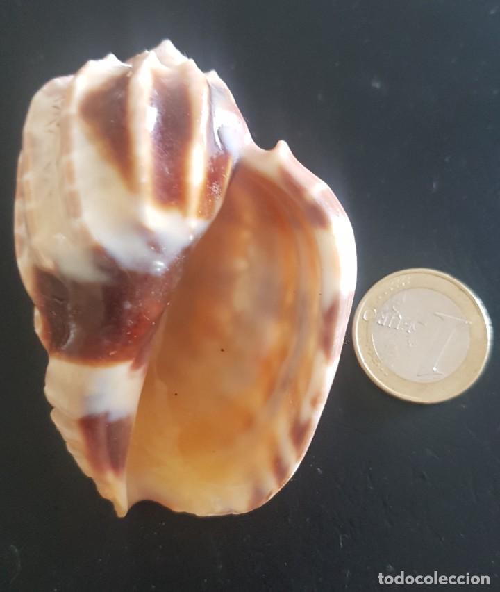 Coleccionismo de moluscos: Concha &rdquo;Harpa major&rdquo; - Foto 2