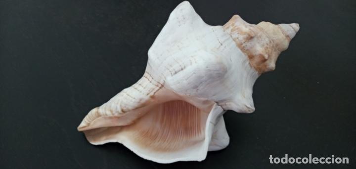 Coleccionismo de moluscos: Caracola Malacolog&iacute;a - Foto 1