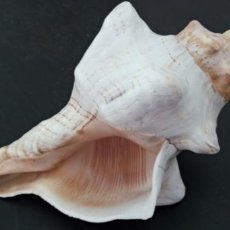 Coleccionismo de moluscos: CARACOLA MALACOLOGÍA