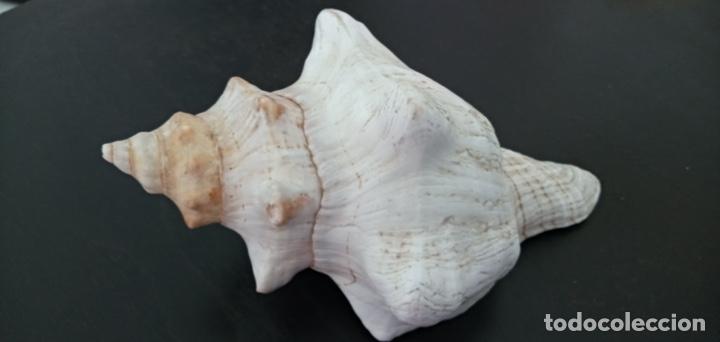 Coleccionismo de moluscos: Caracola Malacolog&iacute;a - Foto 2