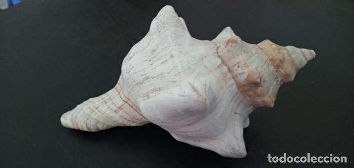 Coleccionismo de moluscos: Caracola Malacolog&iacute;a - Foto 3