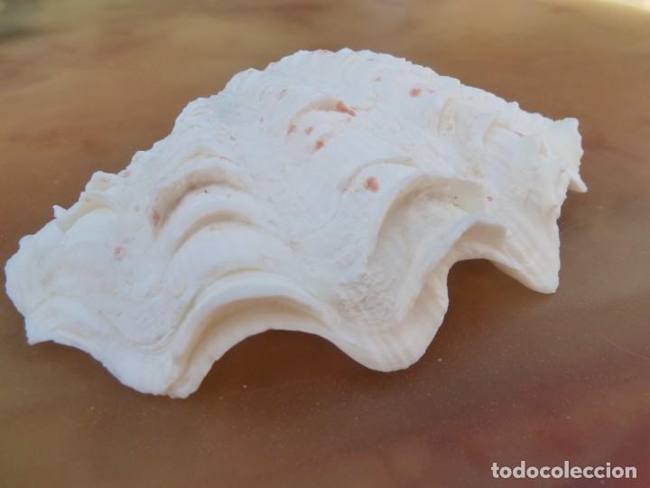 Coleccionismo de moluscos: Peque&ntilde;a Concha de almeja. - Foto 1