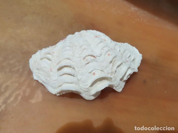 Coleccionismo de moluscos: Peque&ntilde;a Concha de almeja. - Foto 2