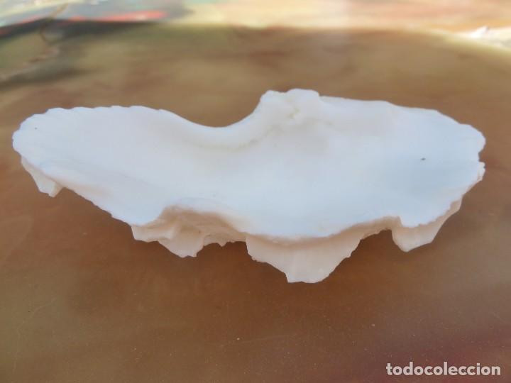 Coleccionismo de moluscos: Peque&ntilde;a Concha de almeja. - Foto 4