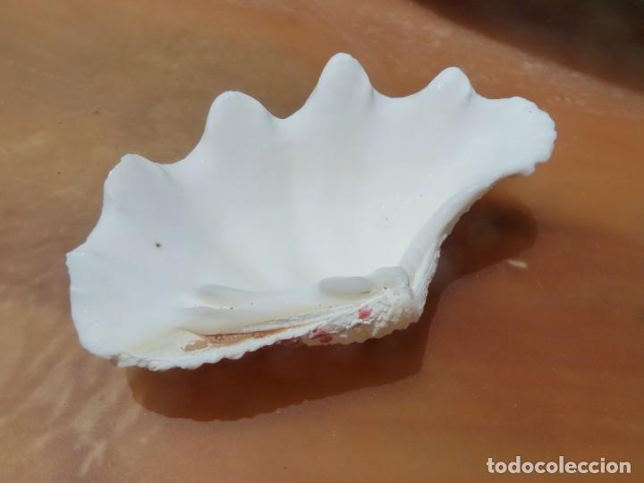 Coleccionismo de moluscos: Peque&ntilde;a Concha de almeja. - Foto 5