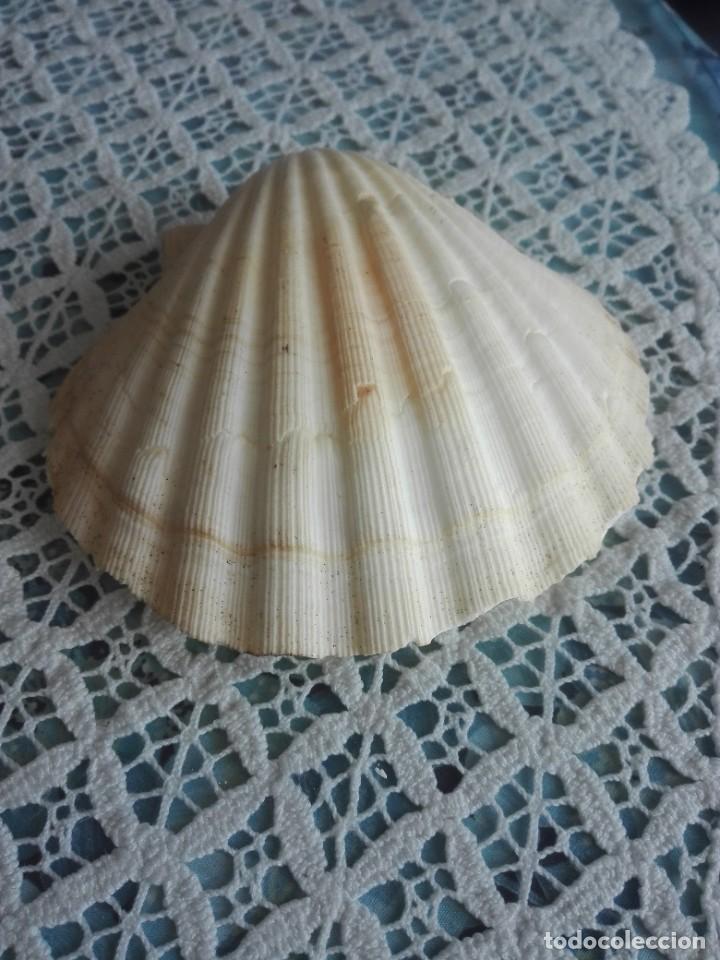 Coleccionismo de moluscos: Concha marina - Foto 2