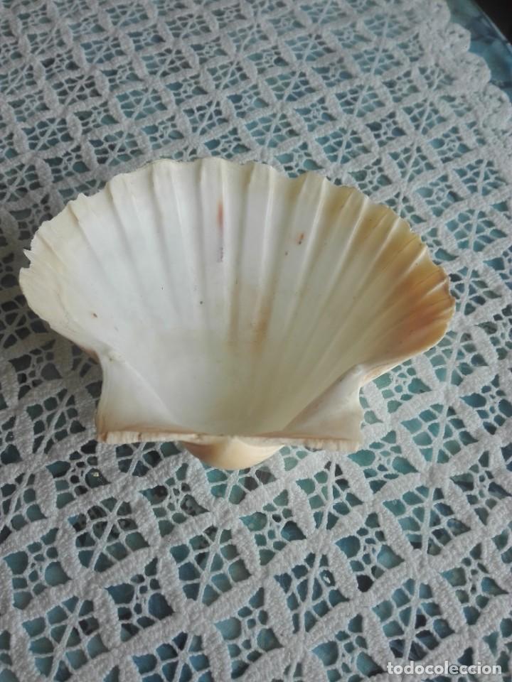 Coleccionismo de moluscos: Concha marina - Foto 4