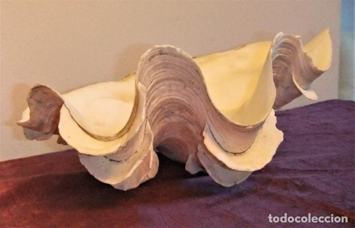 Coleccionismo de moluscos: CONCHA DE TRIDACNA GIGAS, ALMEJA GIGANTE - Foto 3 - 288433363