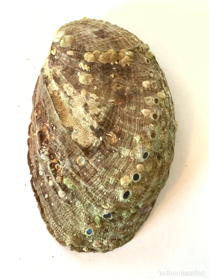 Coleccionismo de moluscos: Magn&iacute;fica Haliotis tuberculata 8cm - Foto 3
