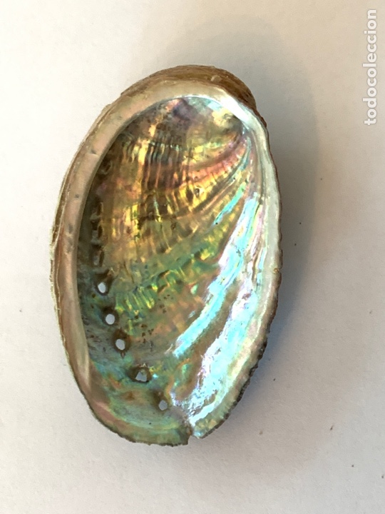 Coleccionismo de moluscos: Magn&iacute;fica Haliotis tuberculata 8cm - Foto 4