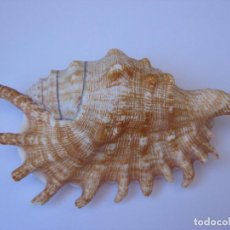 Coleccionismo de moluscos: CARACOLA LAMBIS MILLEPEDA MALACOLOGIA. Lote 289878868