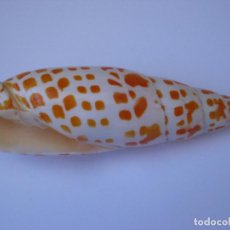 Coleccionismo de moluscos: CARACOLA MITRA EPISCOPAL. MALACOLOGIA. Lote 289885633