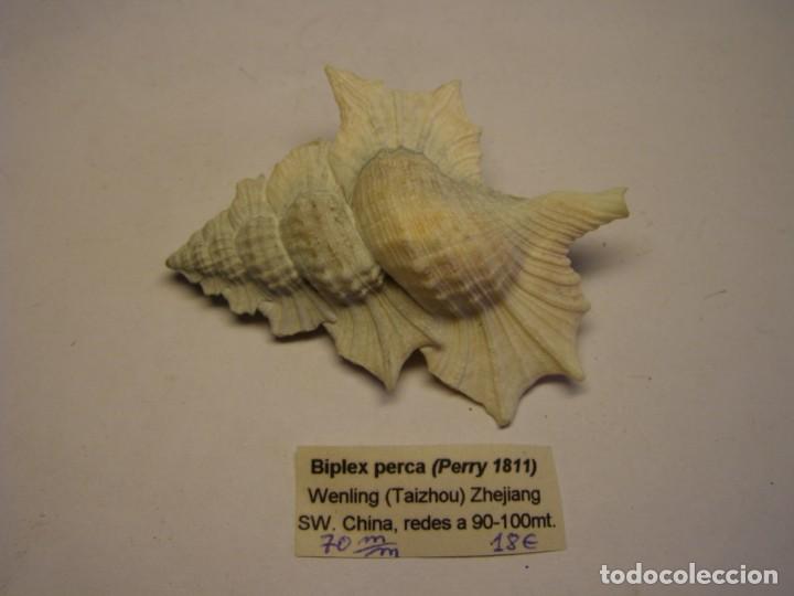 Coleccionismo de moluscos: Caracol snail shell biplex perca. China. - Foto 1