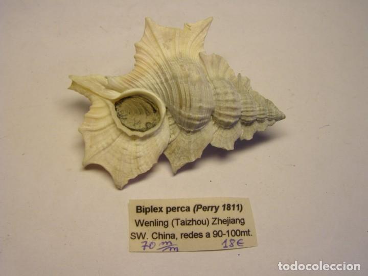 Coleccionismo de moluscos: Caracol snail shell biplex perca. China. - Foto 2