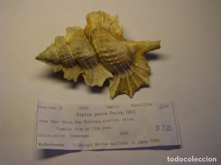 Coleccionismo de moluscos: Caracol snail shell biplex perca. China. - Foto 1