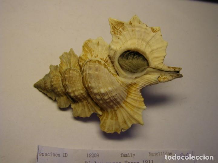 Coleccionismo de moluscos: Caracol snail shell biplex perca. China. - Foto 2