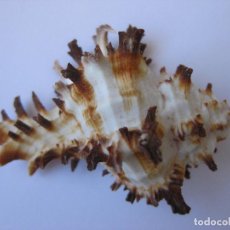 Coleccionismo de moluscos: CARACOLA HEXAPLEX MALACOLOGIA. Lote 289887183