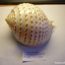 Collezionismo di molluschi: CARACOL SNAIL SHELL TONNA DOLIUM. FILIPINAS.