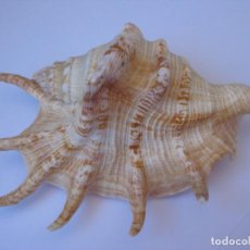 Coleccionismo de moluscos: CARACOLA LAMBIS MALACOLOGIA. Lote 289890398