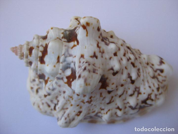 Coleccionismo de moluscos: CARACOLA STROMBUS MALACOLOGIA - Foto 1