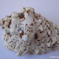 Coleccionismo de moluscos: CARACOLA STROMBUS MALACOLOGIA. Lote 289891433