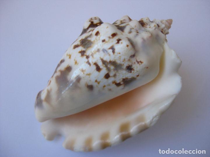 Coleccionismo de moluscos: CARACOLA STROMBUS MALACOLOGIA - Foto 2