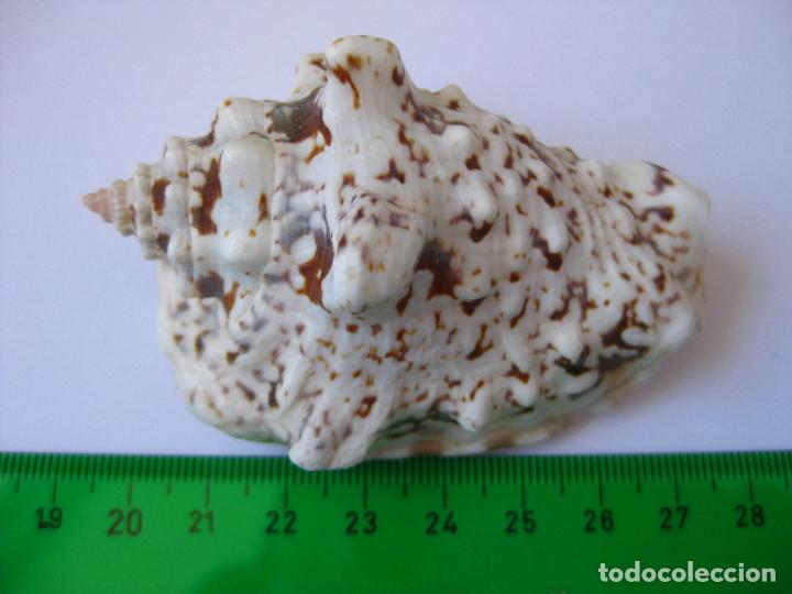 Coleccionismo de moluscos: CARACOLA STROMBUS MALACOLOGIA - Foto 3