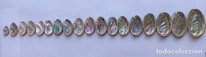 Coleccionismo de moluscos: EVOLUTION OF HALIOTIS SHELLS / Evoluci&oacute;n de las conchas de Haliotis - Foto 2