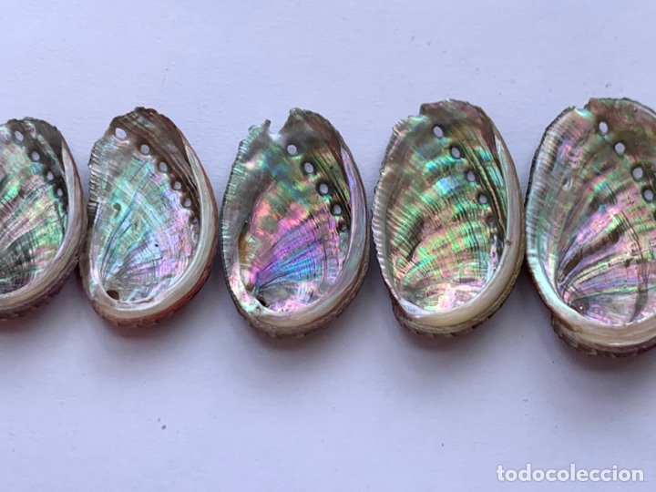 Coleccionismo de moluscos: EVOLUTION OF HALIOTIS SHELLS / Evoluci&oacute;n de las conchas de Haliotis - Foto 3
