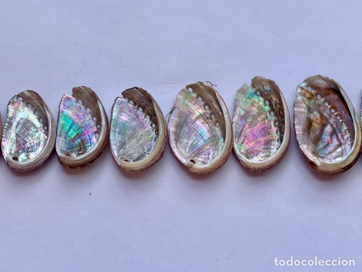 Coleccionismo de moluscos: EVOLUTION OF HALIOTIS SHELLS / Evoluci&oacute;n de las conchas de Haliotis - Foto 4
