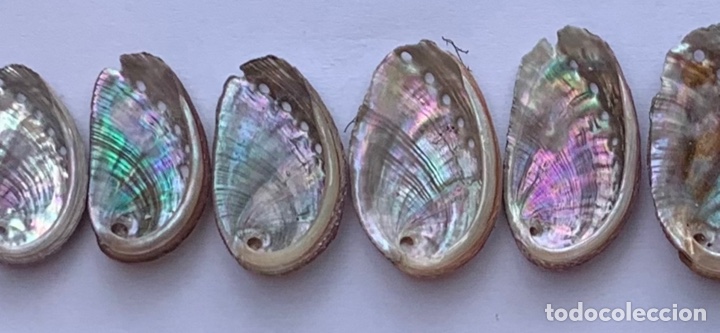 Coleccionismo de moluscos: EVOLUTION OF HALIOTIS SHELLS / Evoluci&oacute;n de las conchas de Haliotis - Foto 5