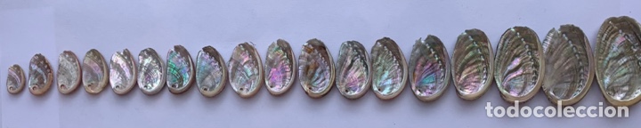 Coleccionismo de moluscos: EVOLUTION OF HALIOTIS SHELLS / Evoluci&oacute;n de las conchas de Haliotis - Foto 1