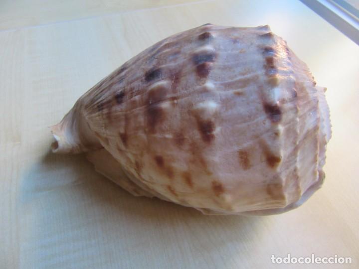Coleccionismo de moluscos: Concha marina Posible Casis Cornuta Medidas 18 x 10 x 12 cms - Foto 2 - 292234398