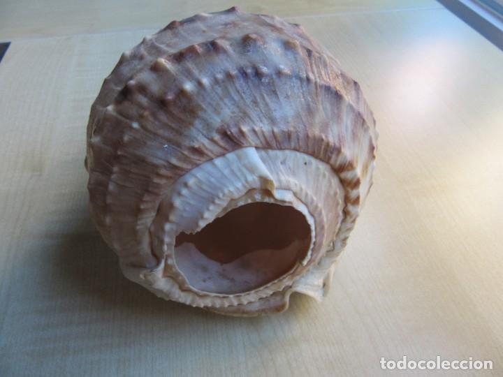 Coleccionismo de moluscos: Concha marina Posible Casis Cornuta Medidas 18 x 10 x 12 cms - Foto 3 - 292234398