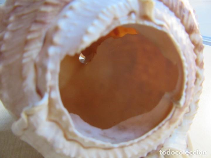 Coleccionismo de moluscos: Concha marina Posible Casis Cornuta Medidas 18 x 10 x 12 cms - Foto 4 - 292234398