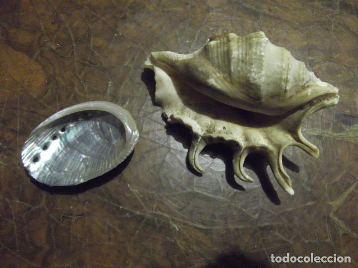 Coleccionismo de moluscos: Lote con 2 piezas - Foto 4 - 294853973