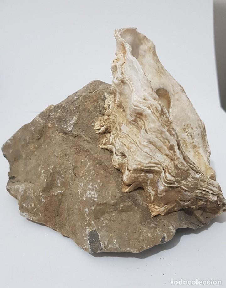 Coleccionismo de moluscos: Ostra - Foto 2