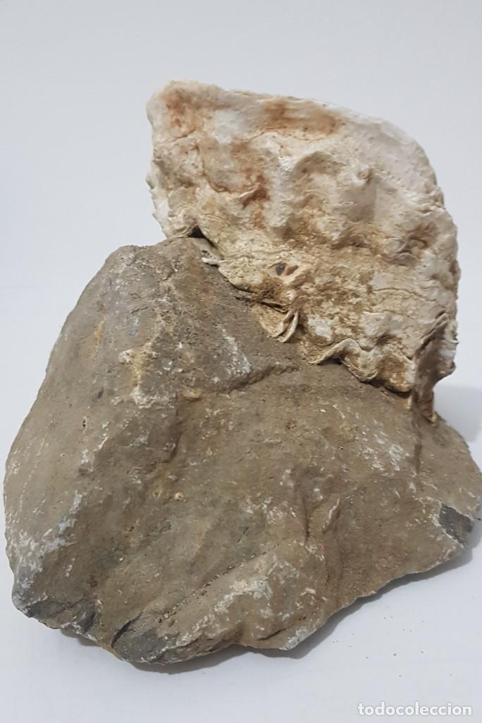 Coleccionismo de moluscos: Ostra - Foto 3