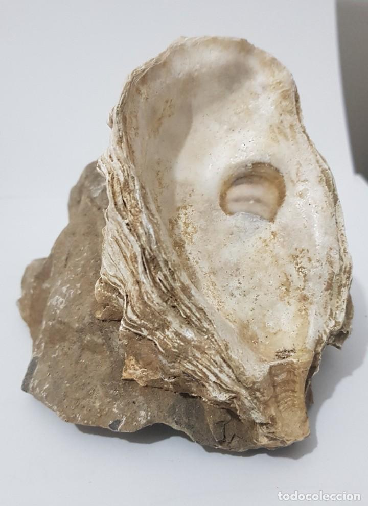 Coleccionismo de moluscos: Ostra - Foto 1