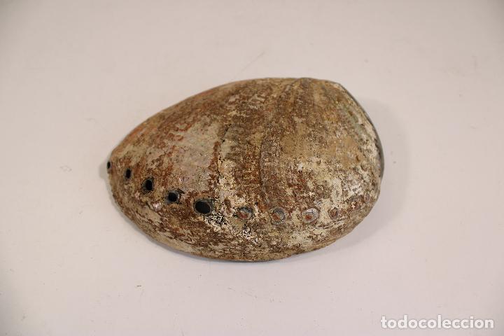 Coleccionismo de moluscos: CONCHA CARACOLA NACAR - Foto 2